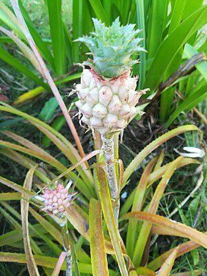 Ornamental-Pineapple