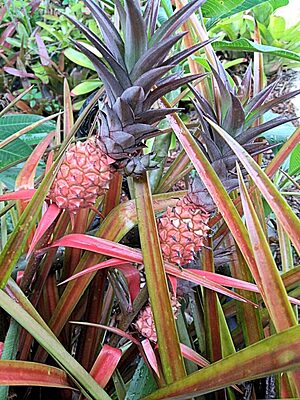 Ornamental-Pineapple