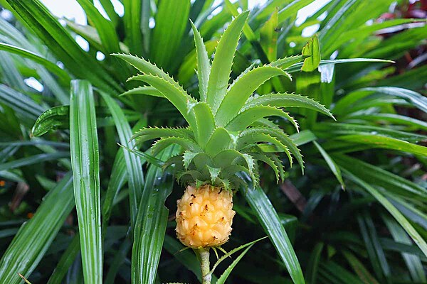 Ornamental-Pineapple