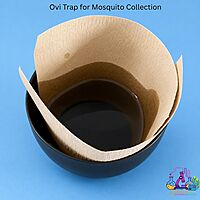Ovi Trap for Mosquito Collection and Surveillance