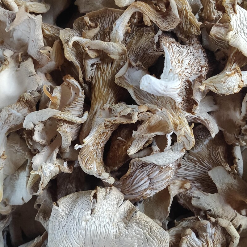 Oyster Mushrooms Sun Dried