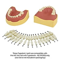 API Typodont Teeth Set of 24 with Screw – NZ (PEDO)