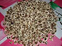 PKM2 Organic Moringa (Oleifera) Seeds