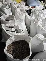 PKM2 Organic Moringa (Oleifera) Seeds