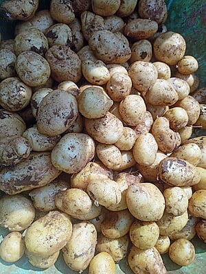 POTATO 500 Gms