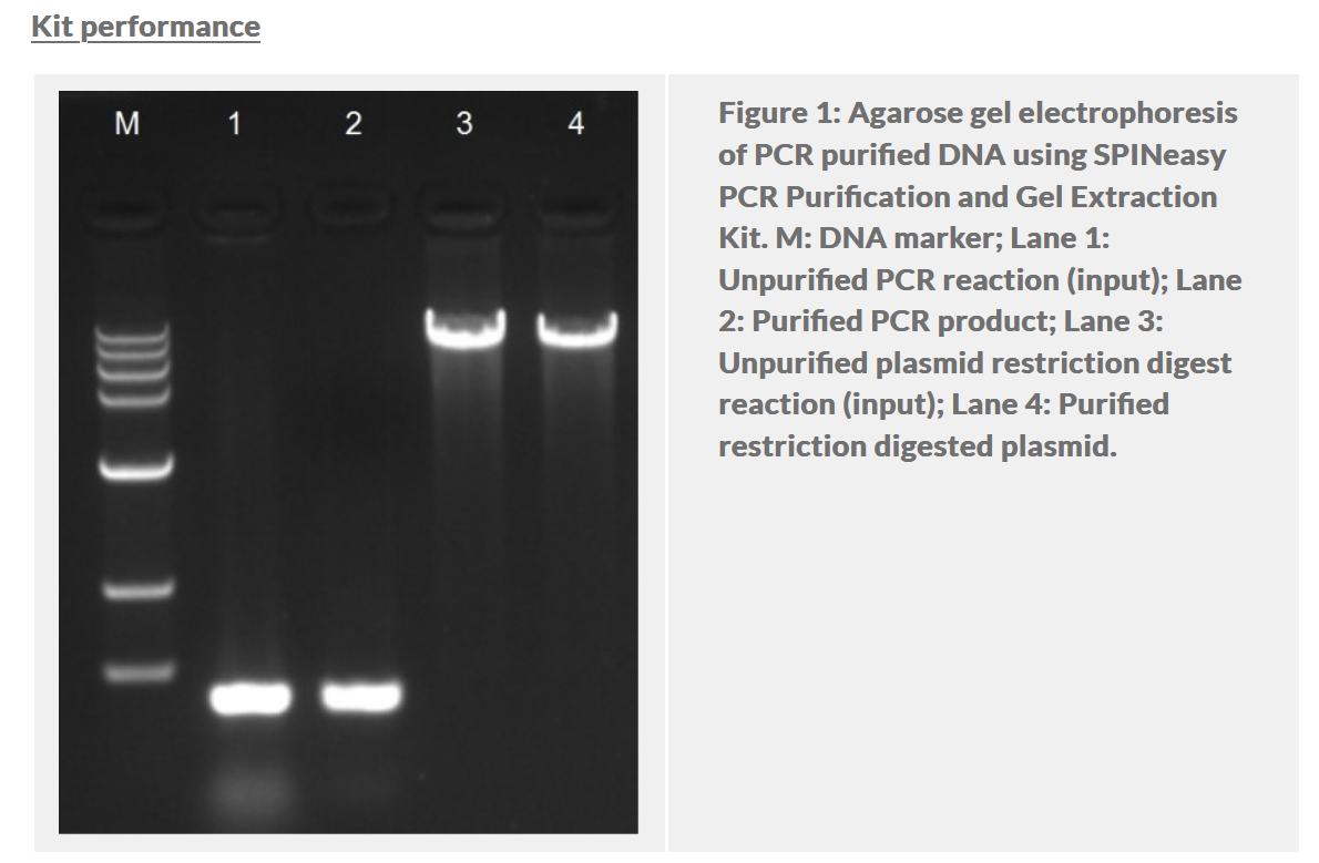 SPINeasy® PCR Purification and Gel Extraction Kit 50preps MP