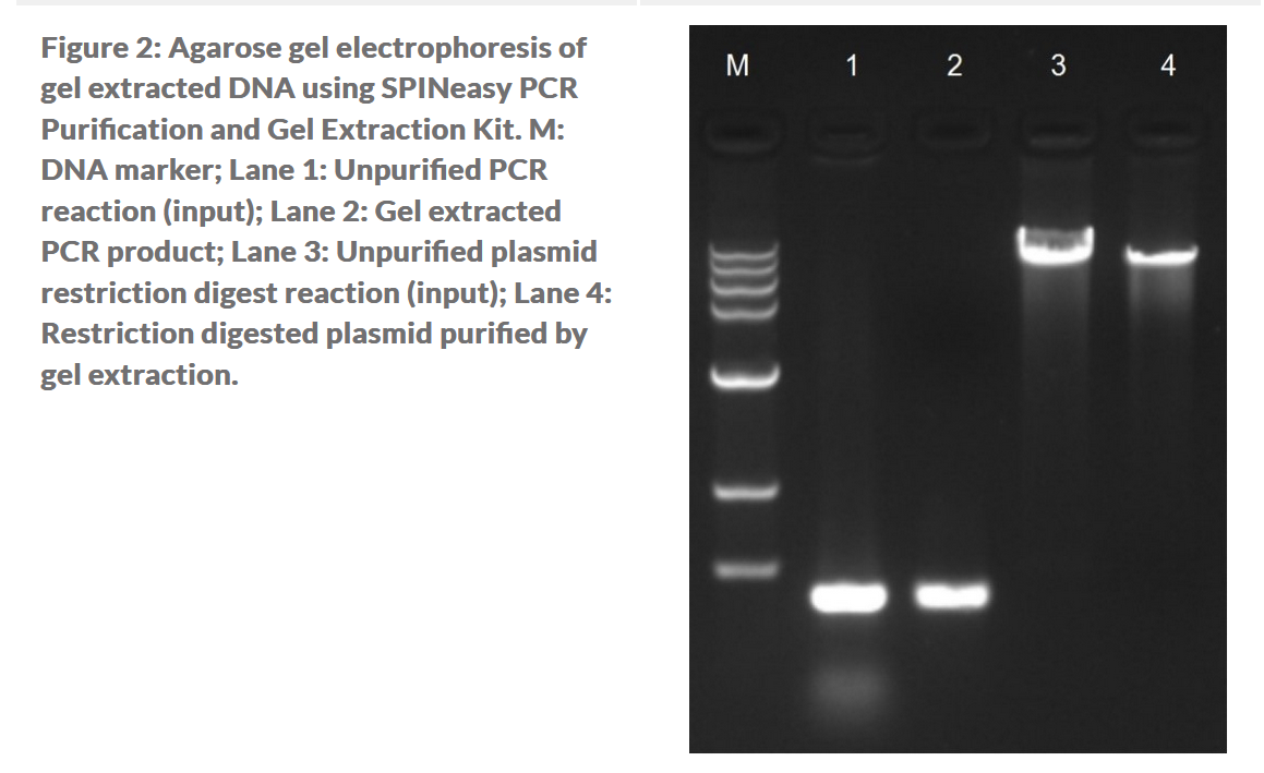 SPINeasy® PCR Purification and Gel Extraction Kit 50preps MP