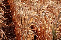 Temperature-Based Crop Insurance