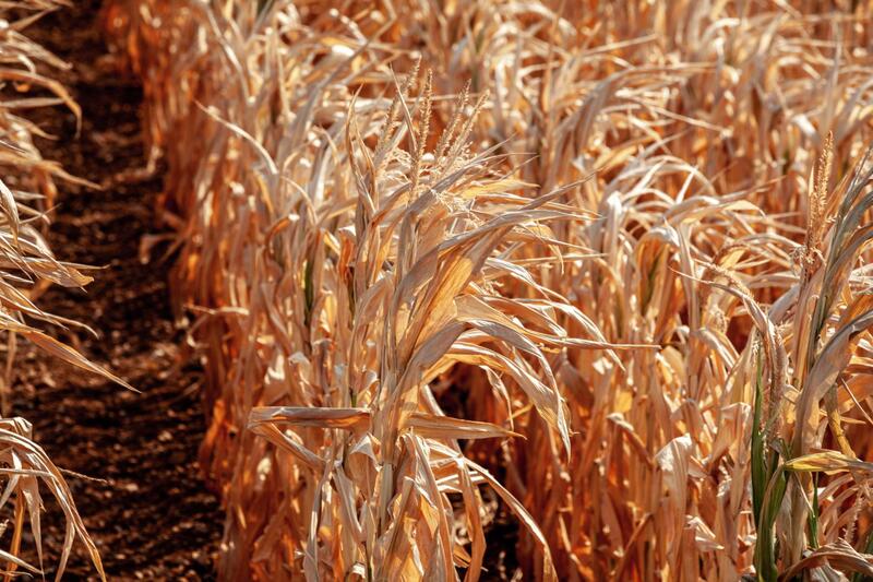 Temperature-Based Crop Insurance