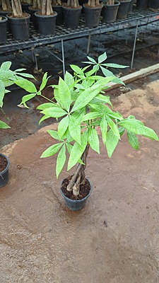 Pachira Aquatica Money Tree