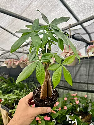 Pachira Aquatica Money Tree