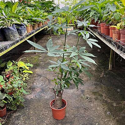 Pachira Aquatica Money Tree