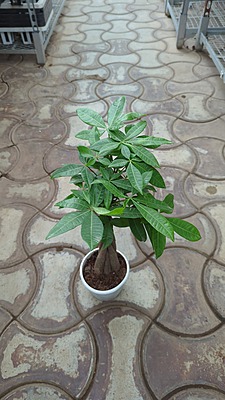 Pachira Aquatica Money Tree