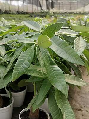 Pachira money tree Pachira money tree