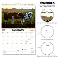 2027 Cow Wall Calendar