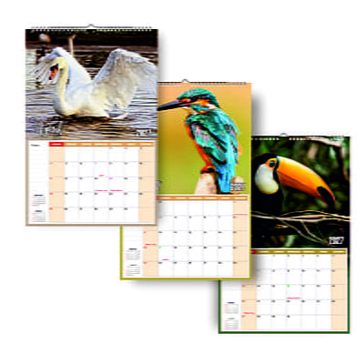 2026 Exotic Birds Wall Calendar