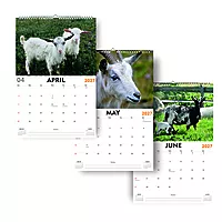 2027 Sheeps Wall Calendar