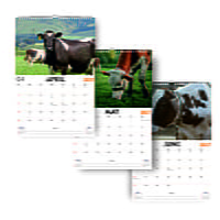 2027 Cow Wall Calendar