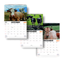 2027 Cow Wall Calendar