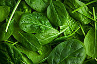 Palak – Fresh, Green & Nutrient-Rich Spinach