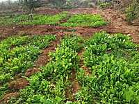 SPINACH -100Gms (Palakura)