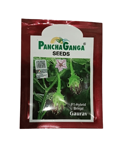 Panchaganga Hybrid Brinjal Gaurav F1 - 10GM