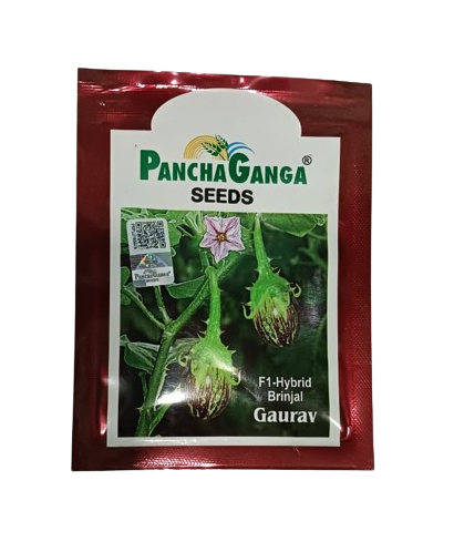 Panchaganga Hybrid Brinjal Gaurav F1 - 10GM