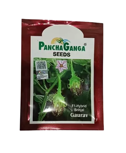 Panchaganga Hybrid Brinjal Gaurav F1 - 10GM