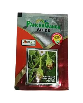 Panchaganga Hybrid Brinjal Super Gaurav F1 - 10GM