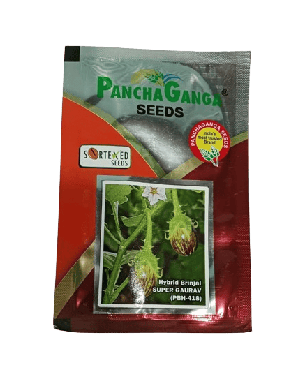 Panchaganga Hybrid Brinjal Super Gaurav F1 - 10GM