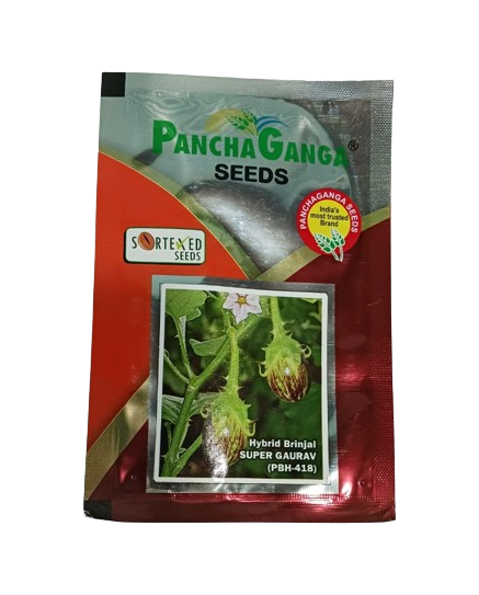 Panchaganga Hybrid Brinjal Super Gaurav F1 - 10GM