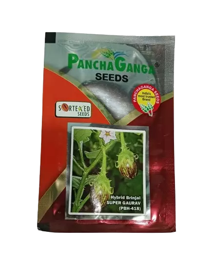 Panchaganga Hybrid Brinjal Super Gaurav F1 - 10GM