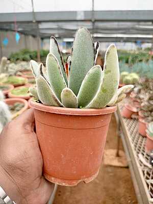 Panda Plant Panda Plant