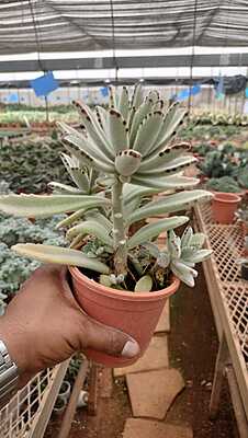 Panda Plant Panda Plant