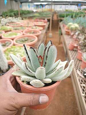 Panda Plant Panda Plant