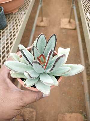 Panda Plant Panda Plant