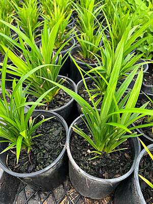 Pandanus amaryllifolius