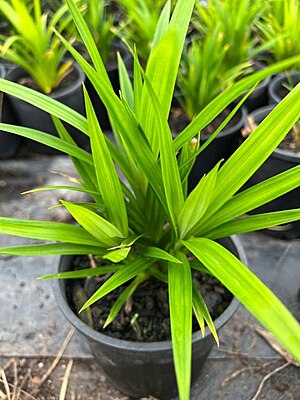 Pandanus amaryllifolius