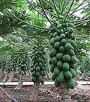 Papaya Saplings