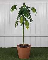 Papaya Saplings