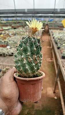 Parodia Chrysacanthion Parodia Chrysacanthion