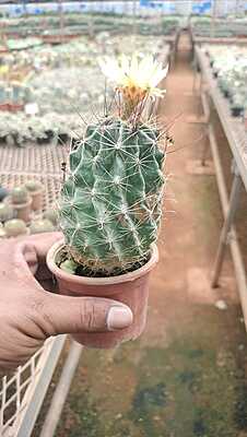 Parodia Chrysacanthion Parodia Chrysacanthion