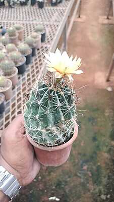 Parodia Chrysacanthion Parodia Chrysacanthion