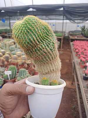 Parodia leninghausii