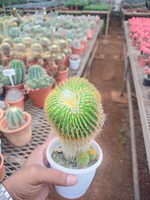 Parodia leninghausii