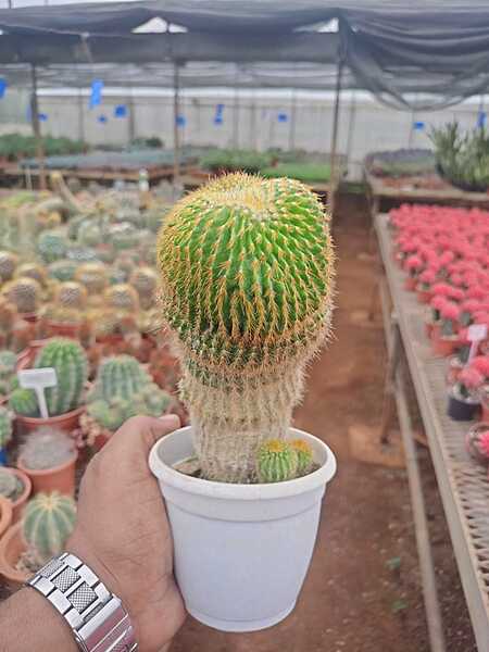 Parodia leninghausii