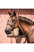 CWD French Nose Band Bridle