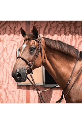 CWD French Nose Band Bridle