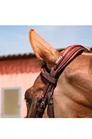 CWD French Nose Band Bridle