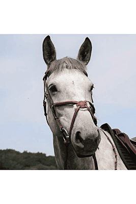 CWD Figure 8 Bridle